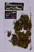  ( - UBC-B-B262138)  @11 [ ] (by-nc) (2025) Unspecified University of British Columbia Herbarium
