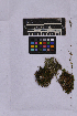  ( - UBC-B-B262140)  @11 [ ] (by-nc) (2025) Unspecified University of British Columbia Herbarium