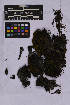  (Tortella arctica - UBC-B-B262141)  @11 [ ] (by-nc) (2025) Unspecified University of British Columbia Herbarium