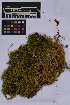  (Helodiaceae - UBC-B-B262143)  @11 [ ] (by-nc) (2025) Unspecified University of British Columbia Herbarium
