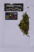  ( - UBC-B-B262144)  @11 [ ] (by-nc) (2025) Unspecified University of British Columbia Herbarium