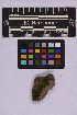  (Ditrichum zonatum var. scabrifolium - UBC-B-B262145)  @11 [ ] (by-nc) (2025) Unspecified University of British Columbia Herbarium