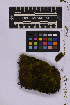 ( - UBC-B-B262149)  @11 [ ] (by-nc) (2025) Unspecified University of British Columbia Herbarium