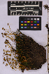  ( - UBC-B-B262159)  @11 [ ] (by-nc) (2025) Unspecified University of British Columbia Herbarium