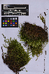  (Calliergonaceae - UBC-B-B262160)  @11 [ ] (by-nc) (2025) Unspecified University of British Columbia Herbarium