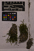  ( - UBC-B-B27217)  @11 [ ] (by-nc) (2025) Unspecified University of British Columbia Herbarium