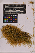  (Scleropodium californicum - UBC-B-B32806)  @11 [ ] (by-nc) (2025) Unspecified University of British Columbia Herbarium