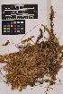  ( - UBC-B-B55280)  @11 [ ] (by-nc) (2025) Unspecified University of British Columbia Herbarium
