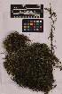 ( - UBC-B-B56397)  @11 [ ] (by-nc) (2025) Unspecified University of British Columbia Herbarium