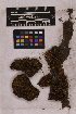  ( - UBC-B-B6381)  @11 [ ] (by-nc) (2025) Unspecified University of British Columbia Herbarium