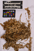  ( - UBC-B-B99440)  @11 [ ] (by-nc) (2025) Unspecified University of British Columbia Herbarium