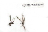  ( - CCDB-24821-A01)  @11 [ ] CreativeCommons - Attribution (2015) CBG Photography Group Centre for Biodiversity Genomics