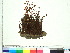  ( - CCDB-33278-A03)  @11 [ ] CreativeCommons - Attribution (2018) CBG Photography Group Centre for Biodiversity Genomics