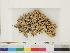  ( - CCDB-33278-A06)  @11 [ ] CreativeCommons - Attribution (2018) CBG Photography Group Centre for Biodiversity Genomics