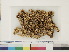  ( - CCDB-33278-A07)  @11 [ ] CreativeCommons - Attribution (2018) CBG Photography Group Centre for Biodiversity Genomics