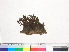  ( - CCDB-33278-B03)  @11 [ ] CreativeCommons - Attribution (2018) CBG Photography Group Centre for Biodiversity Genomics