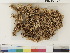  ( - CCDB-33278-B06)  @11 [ ] CreativeCommons - Attribution (2018) CBG Photography Group Centre for Biodiversity Genomics
