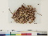  ( - CCDB-33278-E10)  @11 [ ] CreativeCommons - Attribution (2018) CBG Photography Group Centre for Biodiversity Genomics