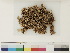  ( - CCDB-33278-F07)  @11 [ ] CreativeCommons - Attribution (2018) CBG Photography Group Centre for Biodiversity Genomics