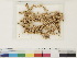  ( - CCDB-33278-G07)  @11 [ ] CreativeCommons - Attribution (2018) CBG Photography Group Centre for Biodiversity Genomics