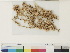  ( - CCDB-33278-H07)  @11 [ ] CreativeCommons - Attribution (2018) CBG Photography Group Centre for Biodiversity Genomics