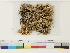  ( - CCDB-33279-A03)  @11 [ ] CreativeCommons - Attribution (2018) CBG Photography Group Centre for Biodiversity Genomics