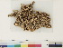 ( - CCDB-33279-E01)  @11 [ ] CreativeCommons - Attribution (2018) CBG Photography Group Centre for Biodiversity Genomics