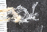  ( - SweBOL_Bryozoa_1196)  @11 [ ] CreativeCommons - Attribution Non-Commercial Share-Alike (2017) University of Bergen Natural History Collections