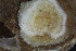  (Diplosolen obelium - SweBOL_Bryozoa_1231)  @11 [ ] CreativeCommons - Attribution Non-Commercial Share-Alike (2017) University of Bergen Natural History Collections