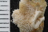  (Celleporina costazii - SweBOL_Bryozoa_1405)  @11 [ ] CreativeCommons - Attribution Non-Commercial Share-Alike (2017) University of Bergen Natural History Collections