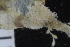  (Celleporina decipiens - SweBOL_Bryozoa_1442)  @11 [ ] CreativeCommons - Attribution Non-Commercial Share-Alike (2017) University of Bergen Natural History Collections