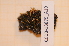  ( - CCDB-18875_A10)  @11 [ ] CreativeCommons - Attribution Non-Commercial Share-Alike (2013) NTNU Museum of Natural History and Archaeology NTNU Museum of Natural History and Archaeology