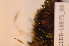  ( - CCDB-18875_B8)  @11 [ ] CreativeCommons - Attribution Non-Commercial Share-Alike (2013) NTNU Museum of Natural History and Archaeology NTNU Museum of Natural History and Archaeology