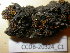  (Encalypta longicollis - 690696)  @11 [ ] CreativeCommons - Attribution Non-Commercial Share-Alike (2012) NTNU Museum of Natural History and Archaeology NTNU Museum of Natural History and Archaeology