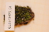  (Tortella tortuosa var. fragilifolia - CCDB-18875_C4)  @11 [ ] CreativeCommons - Attribution Non-Commercial Share-Alike (2013) NTNU Museum of Natural History and Archaeology NTNU Museum of Natural History and Archaeology