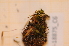  ( - CCDB-18875_C6)  @11 [ ] CreativeCommons - Attribution Non-Commercial Share-Alike (2013) NTNU Museum of Natural History and Archaeology NTNU Museum of Natural History and Archaeology