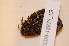  (Encalypta rhaptocarpa var. trachymitria - CCDB-18875_C9)  @11 [ ] CreativeCommons - Attribution Non-Commercial Share-Alike (2013) NTNU Museum of Natural History and Archaeology NTNU Museum of Natural History and Archaeology