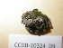  (Microbryum davallianum - 675758)  @11 [ ] CreativeCommons - Attribution Non-Commercial Share-Alike (2012) NTNU Museum of Natural History and Archaeology NTNU Museum of Natural History and Archaeology