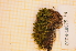  ( - CCDB-18875_E4)  @11 [ ] CreativeCommons - Attribution Non-Commercial Share-Alike (2013) NTNU Museum of Natural History and Archaeology NTNU Museum of Natural History and Archaeology