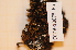  (Encalypta affinis ssp affinis - CCDB-18875_E6)  @11 [ ] CreativeCommons - Attribution Non-Commercial Share-Alike (2013) NTNU Museum of Natural History and Archaeology NTNU Museum of Natural History and Archaeology