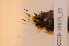  ( - CCDB-18875_E9)  @11 [ ] CreativeCommons - Attribution Non-Commercial Share-Alike (2013) NTNU Museum of Natural History and Archaeology NTNU Museum of Natural History and Archaeology