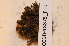  ( - CCDB-18875_F10)  @11 [ ] CreativeCommons - Attribution Non-Commercial Share-Alike (2013) NTNU Museum of Natural History and Archaeology NTNU Museum of Natural History and Archaeology