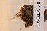  (Encalypta obovatifolia - CCDB-18875_G10)  @11 [ ] CreativeCommons - Attribution Non-Commercial Share-Alike (2013) NTNU Museum of Natural History and Archaeology NTNU Museum of Natural History and Archaeology