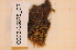  (Encalypta brevipes - CCDB-18875_G7)  @11 [ ] CreativeCommons - Attribution Non-Commercial Share-Alike (2013) NTNU Museum of Natural History and Archaeology NTNU Museum of Natural History and Archaeology