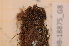  (Encalypta mutica - CCDB-18875_G8)  @11 [ ] CreativeCommons - Attribution Non-Commercial Share-Alike (2013) NTNU Museum of Natural History and Archaeology NTNU Museum of Natural History and Archaeology