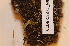 ( - CCDB-18875_G9)  @11 [ ] CreativeCommons - Attribution Non-Commercial Share-Alike (2013) NTNU Museum of Natural History and Archaeology NTNU Museum of Natural History and Archaeology