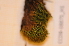  ( - CCDB-18875_H1)  @11 [ ] CreativeCommons - Attribution Non-Commercial Share-Alike (2013) NTNU Museum of Natural History and Archaeology NTNU Museum of Natural History and Archaeology
