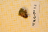  ( - CCDB-18875_H2)  @11 [ ] CreativeCommons - Attribution Non-Commercial Share-Alike (2013) NTNU Museum of Natural History and Archaeology NTNU Museum of Natural History and Archaeology