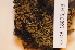  (Tortella inclinata cf. var. densa - CCDB-18875_H3)  @11 [ ] CreativeCommons - Attribution Non-Commercial Share-Alike (2013) NTNU Museum of Natural History and Archaeology NTNU Museum of Natural History and Archaeology