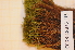  ( - CCDB-18875_H5)  @11 [ ] CreativeCommons - Attribution Non-Commercial Share-Alike (2013) NTNU Museum of Natural History and Archaeology NTNU Museum of Natural History and Archaeology
